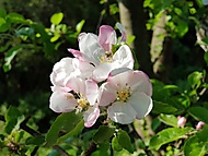 Jabloňový květ