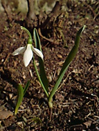 Snenka podsnnk (Galanthus nivalis) (Rosa_Klime) - Sony Ericsson K750i